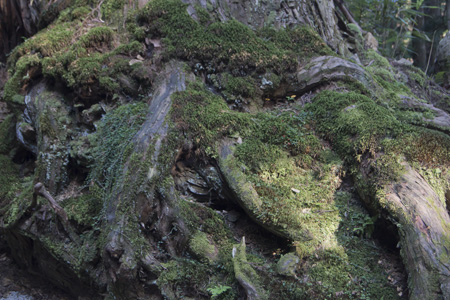 Inner Landscapes